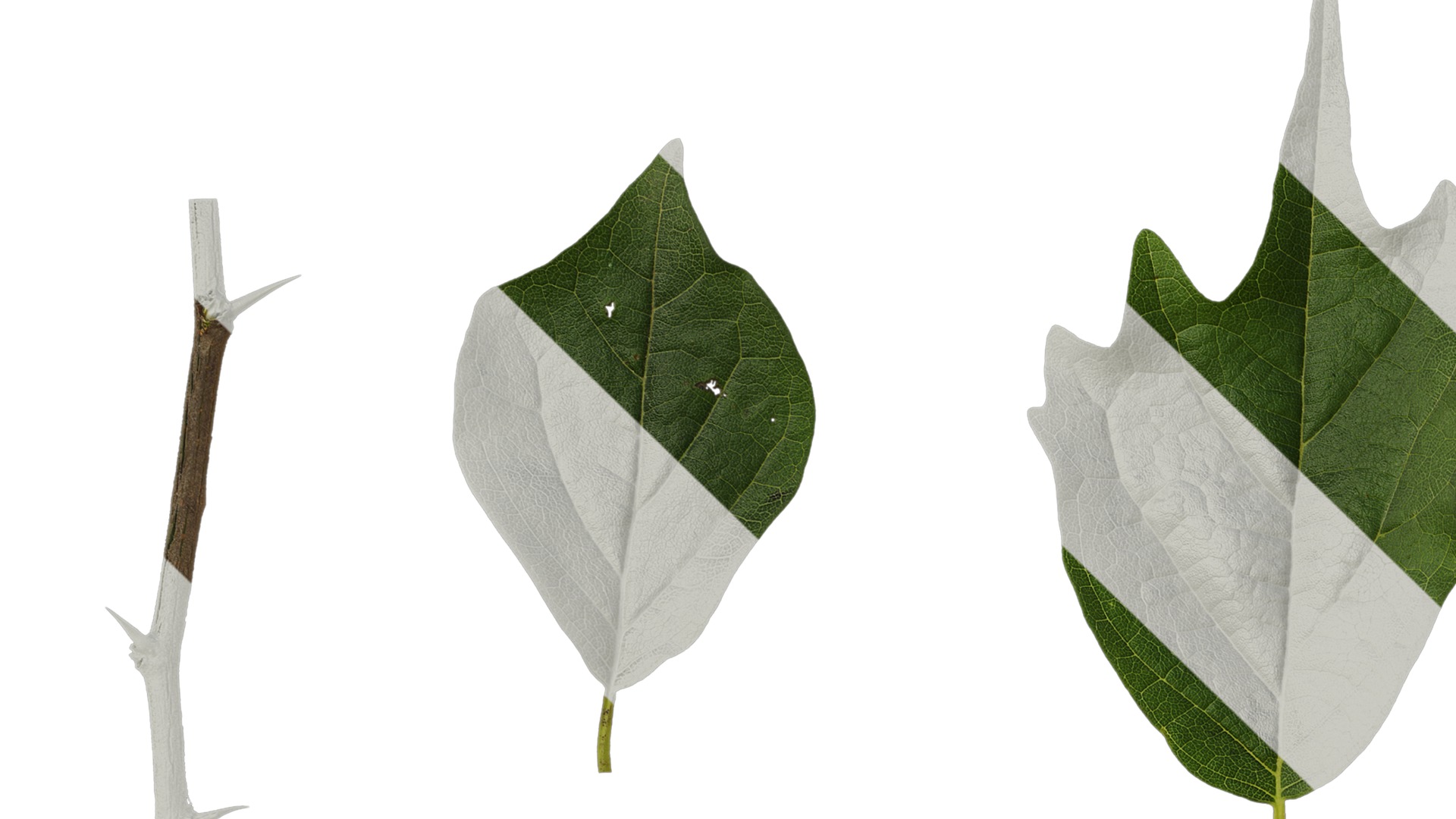 Anydrafts Maclura tricuspidata Leaf 02 Texture_1