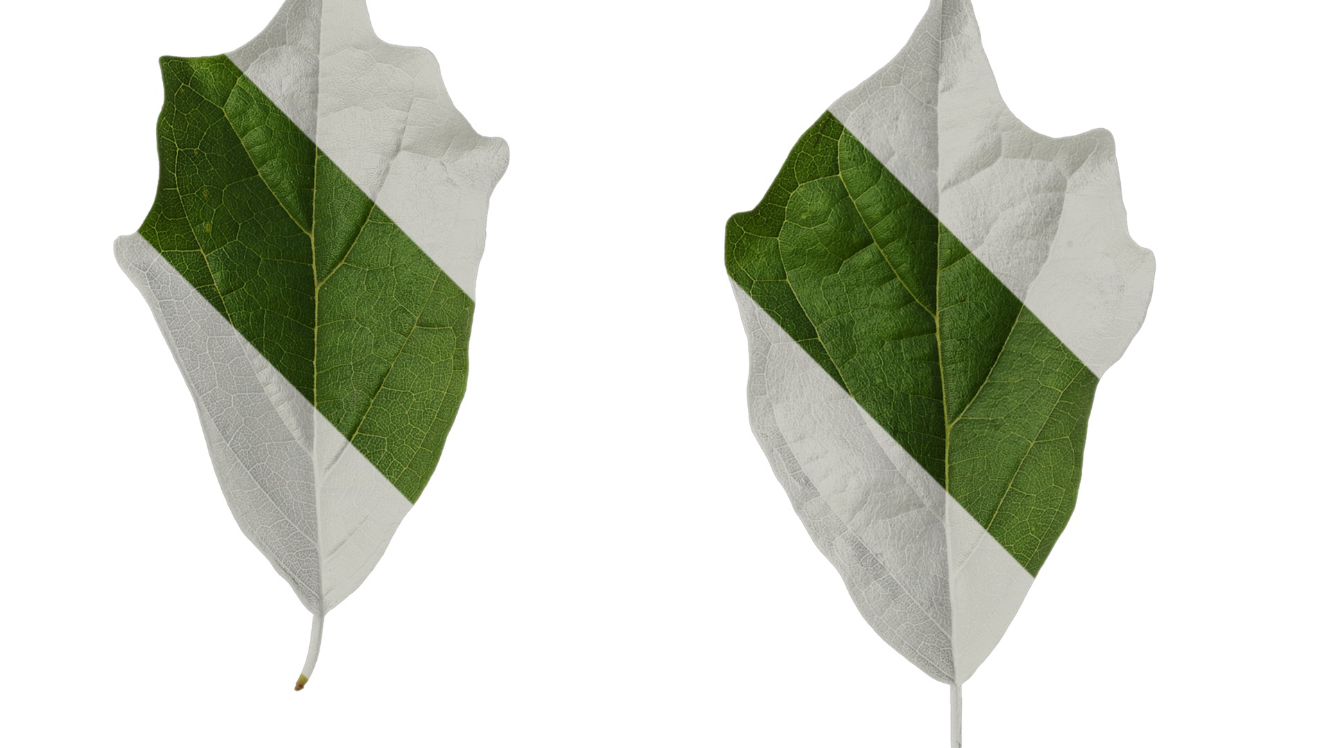 Anydrafts Maclura tricuspidata Leaf 02 Texture_2