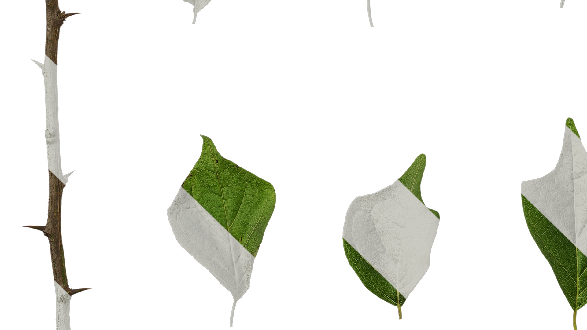 Anydrafts Maclura tricuspidata Leaf 02 Texture_5