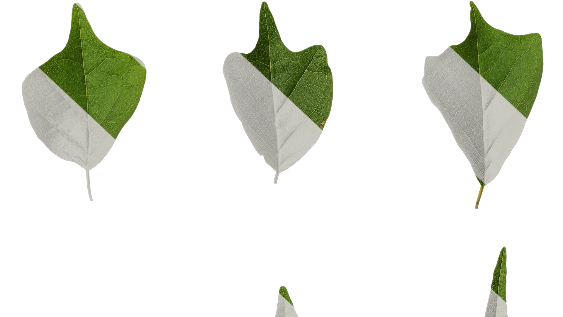 Anydrafts Maclura tricuspidata Leaf 02 Texture_7