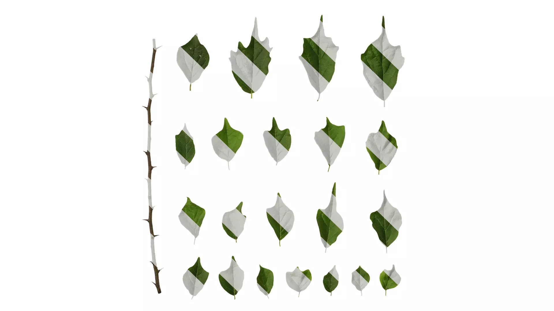 Anydrafts Maclura tricuspidata Leaf 02 Texture_0