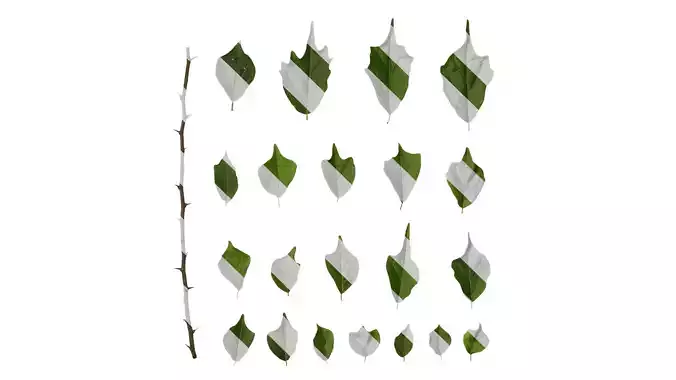 Anydrafts Maclura tricuspidata Leaf 02