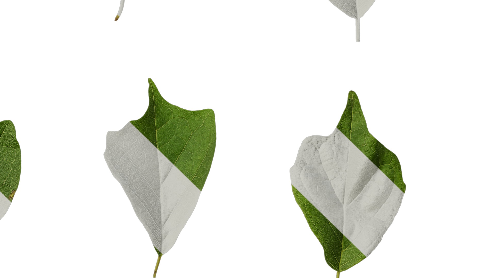 Anydrafts Maclura tricuspidata Leaf 02 Texture_4