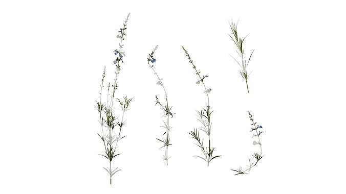 Anydrafts Salvia 07 Atlas 01 Texture