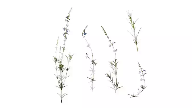 Anydrafts Salvia 07 Atlas 01