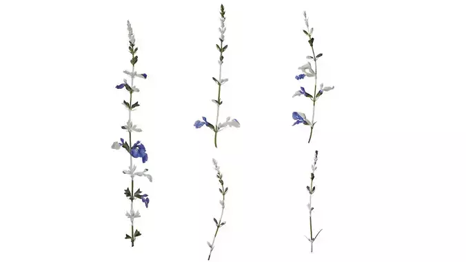 Anydrafts Salvia 07 Atlas 02 Texture