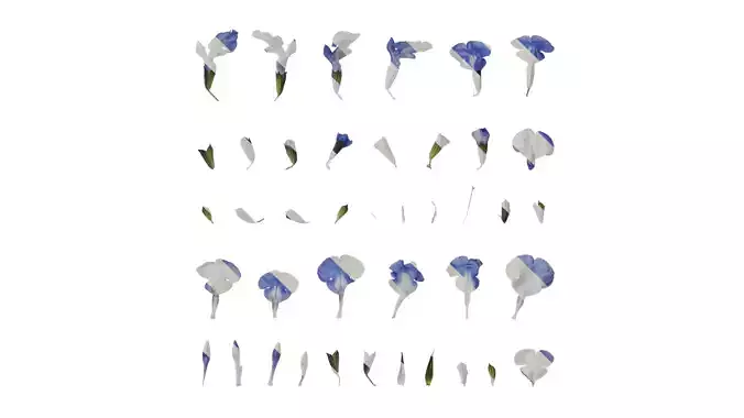 Anydrafts Salvia 07 Flower 01 Texture