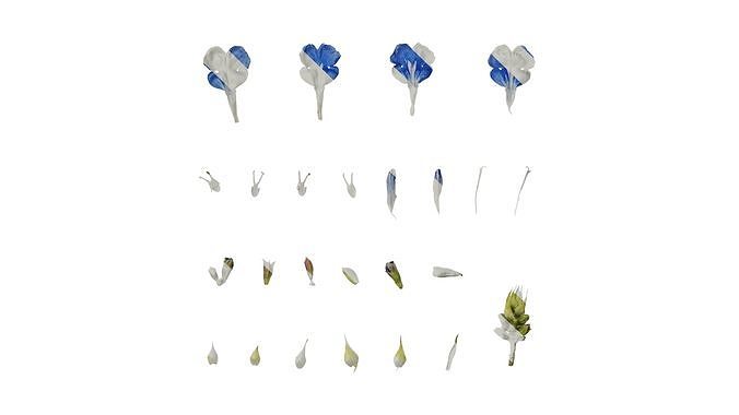 Anydrafts Salvia 07 Flower 02 Texture