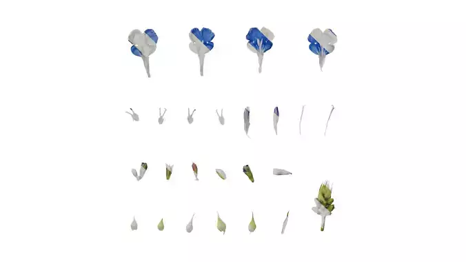 Anydrafts Salvia 07 Flower 02