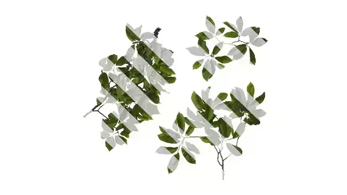 Anydrafts Magnolia amoena Atlas 10