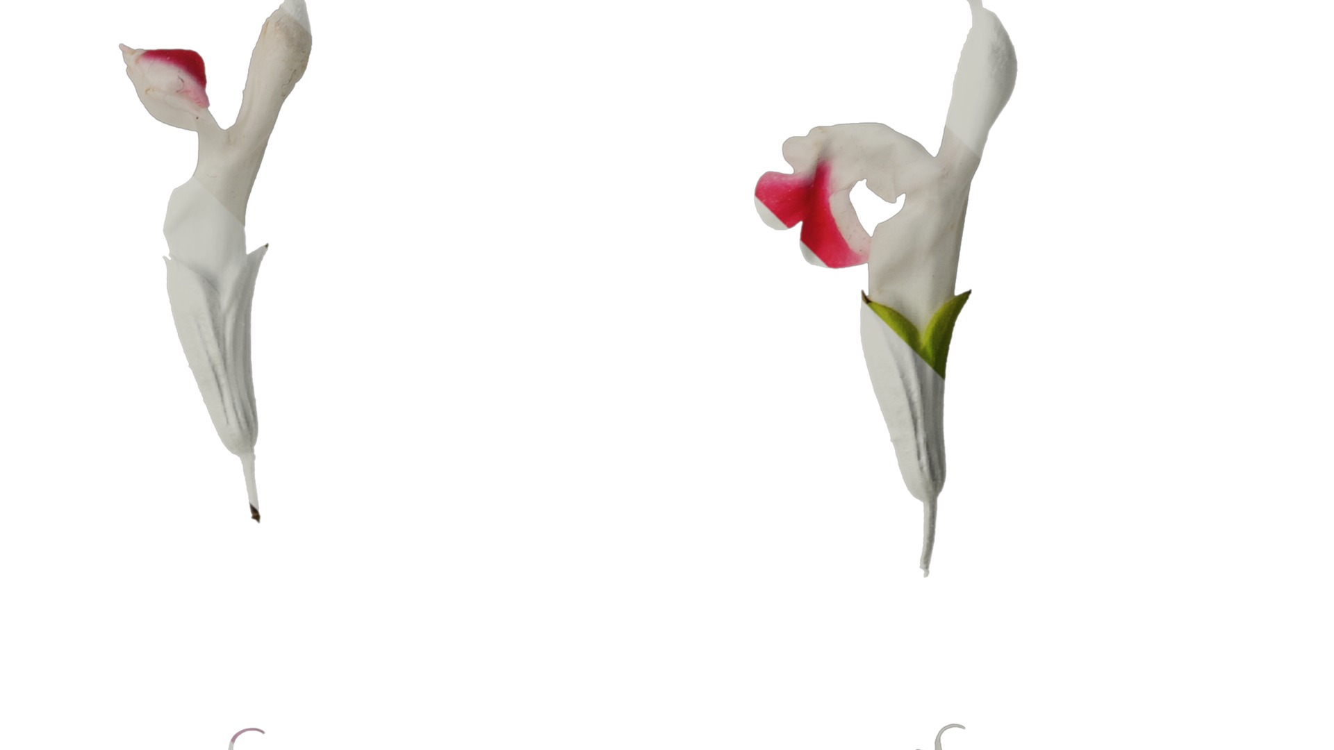 Anydrafts Salvia 08 Flower 01 Texture_4