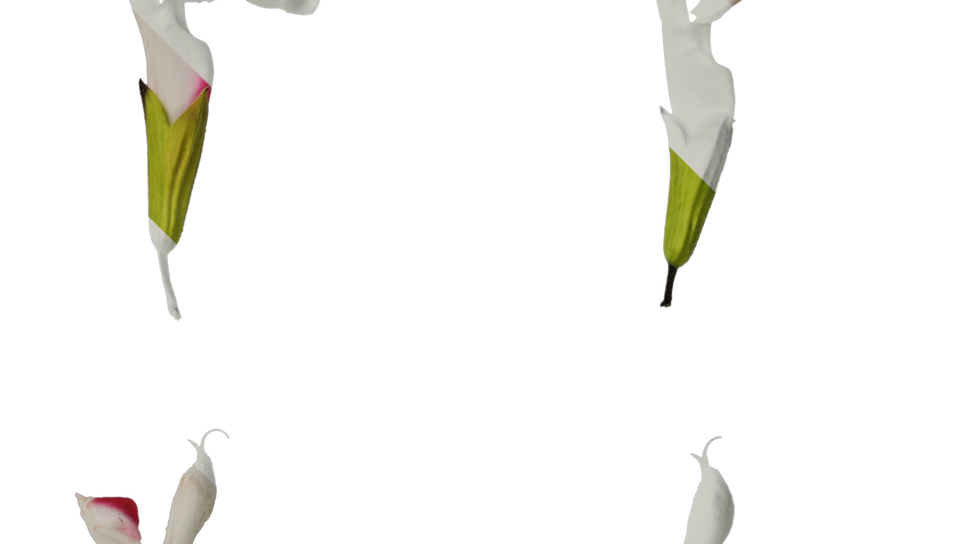 Anydrafts Salvia 08 Flower 01 Texture_2