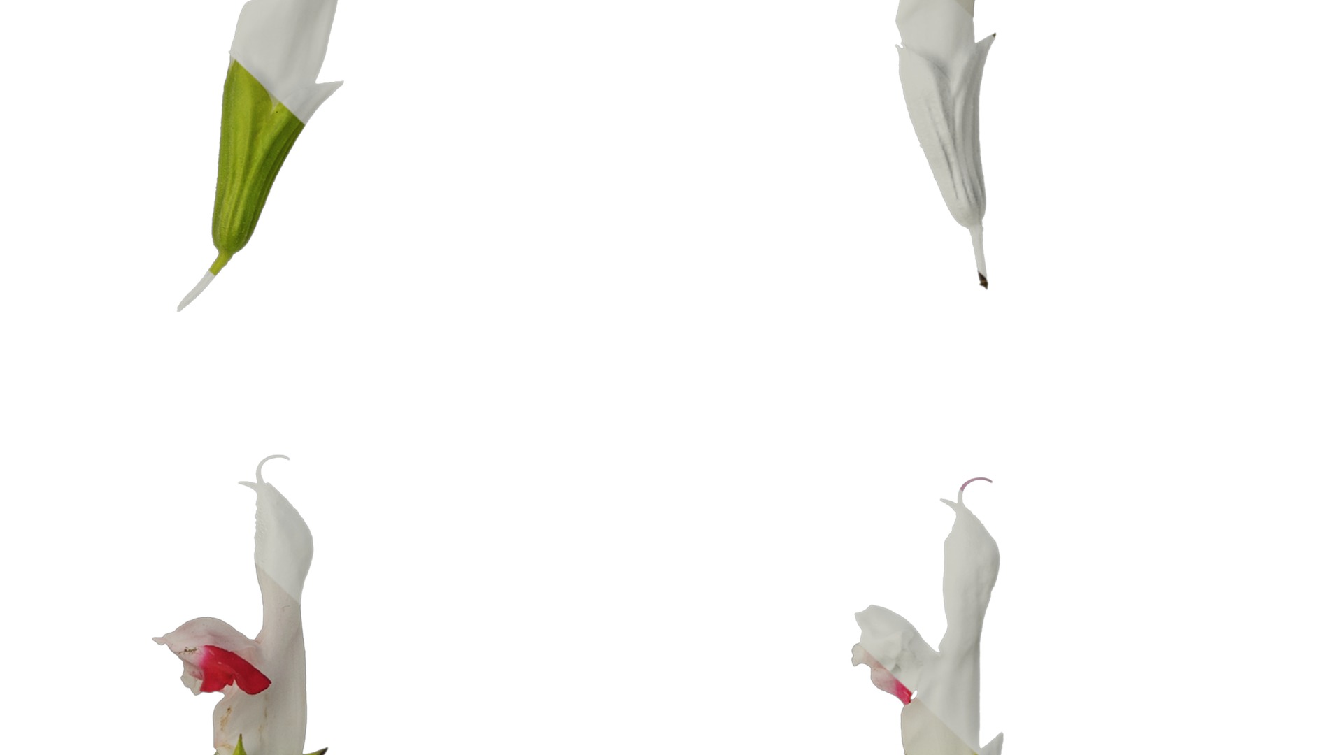 Anydrafts Salvia 08 Flower 01 Texture_7