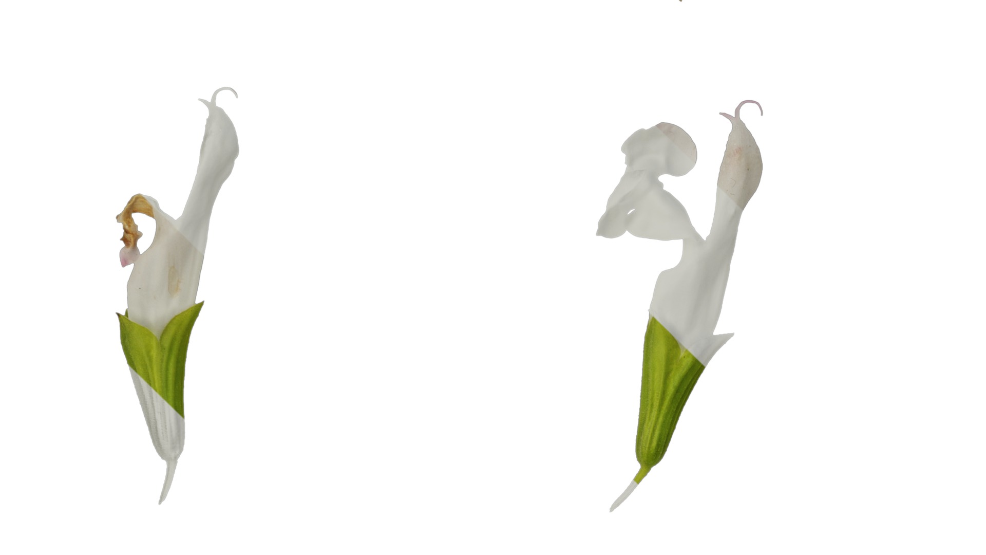 Anydrafts Salvia 08 Flower 01 Texture_3