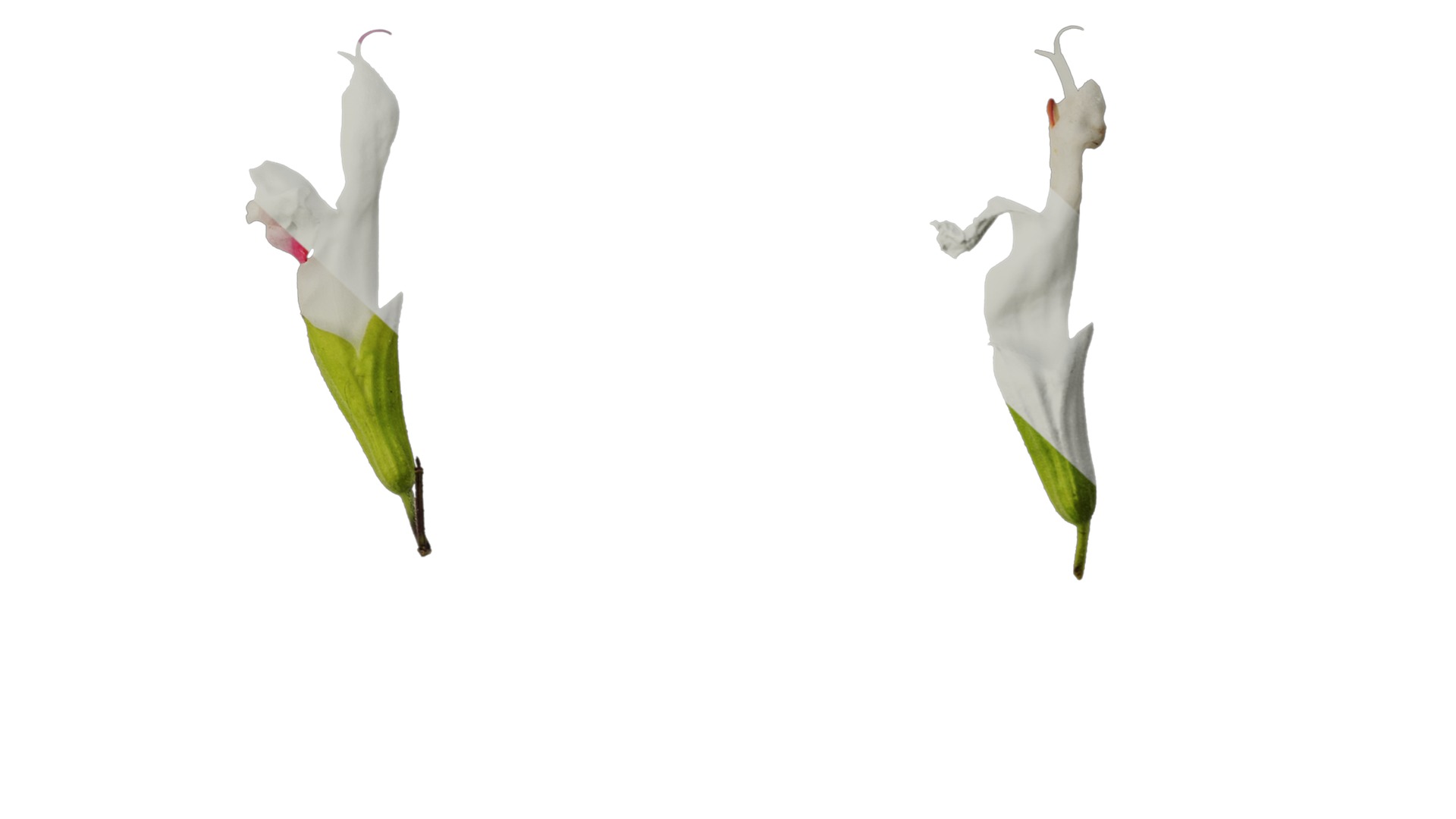 Anydrafts Salvia 08 Flower 01 Texture_6