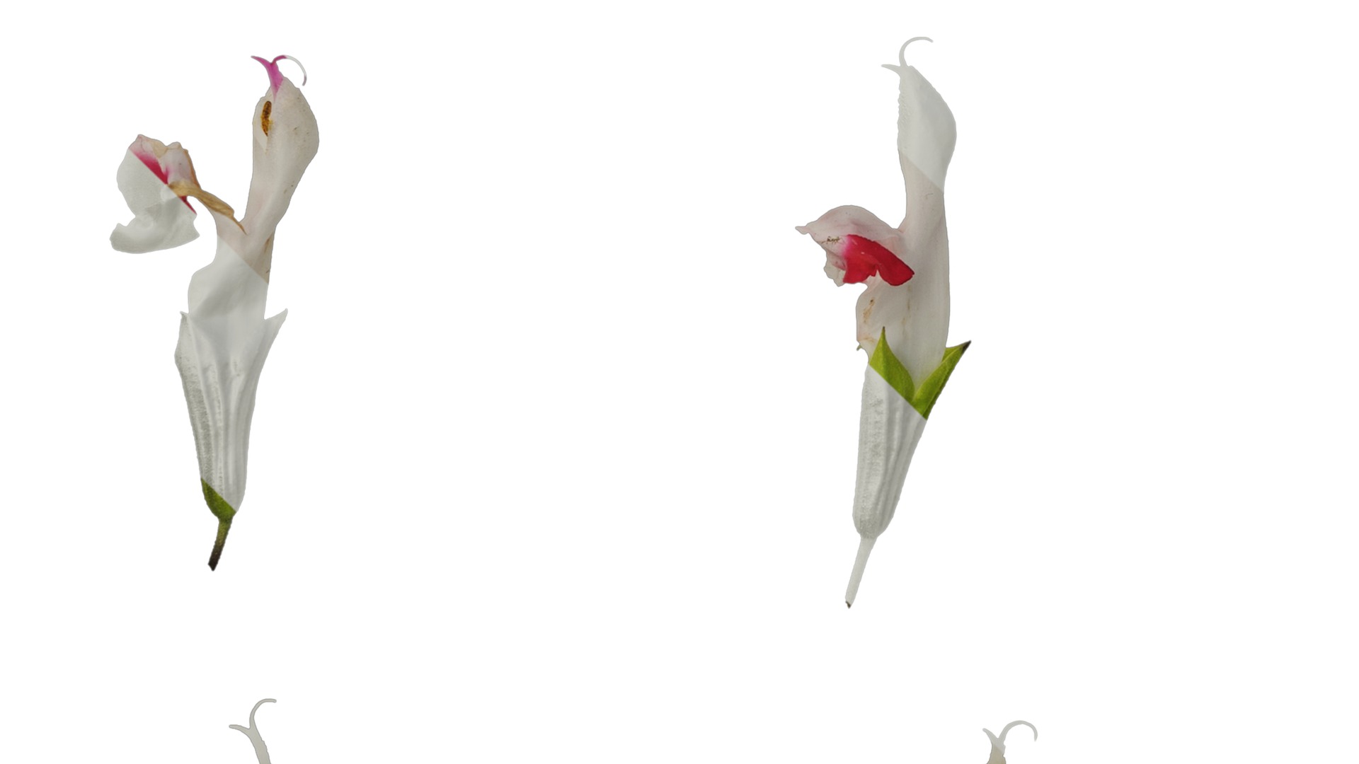 Anydrafts Salvia 08 Flower 01 Texture_5