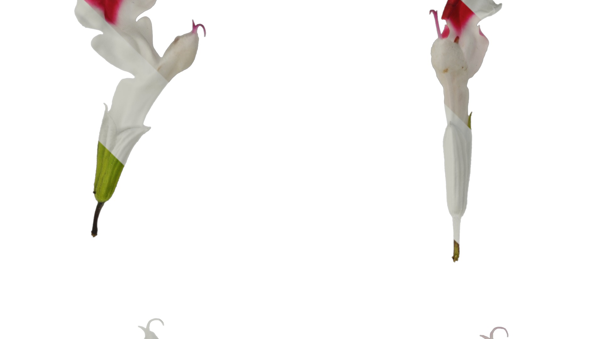 Anydrafts Salvia 08 Flower 01 Texture_1