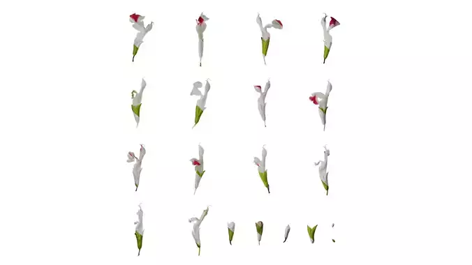 Anydrafts Salvia 08 Flower 01