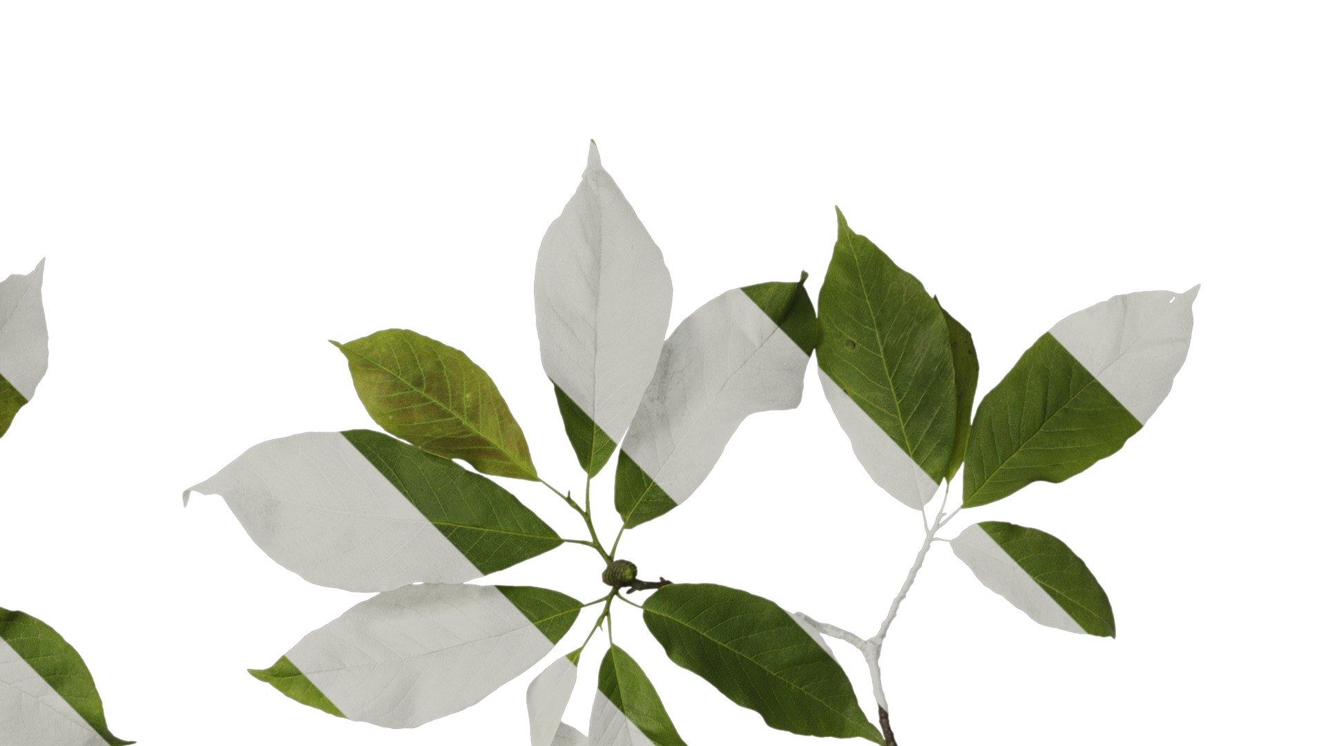 Anydrafts Magnolia amoena Atlas 11 Texture_2