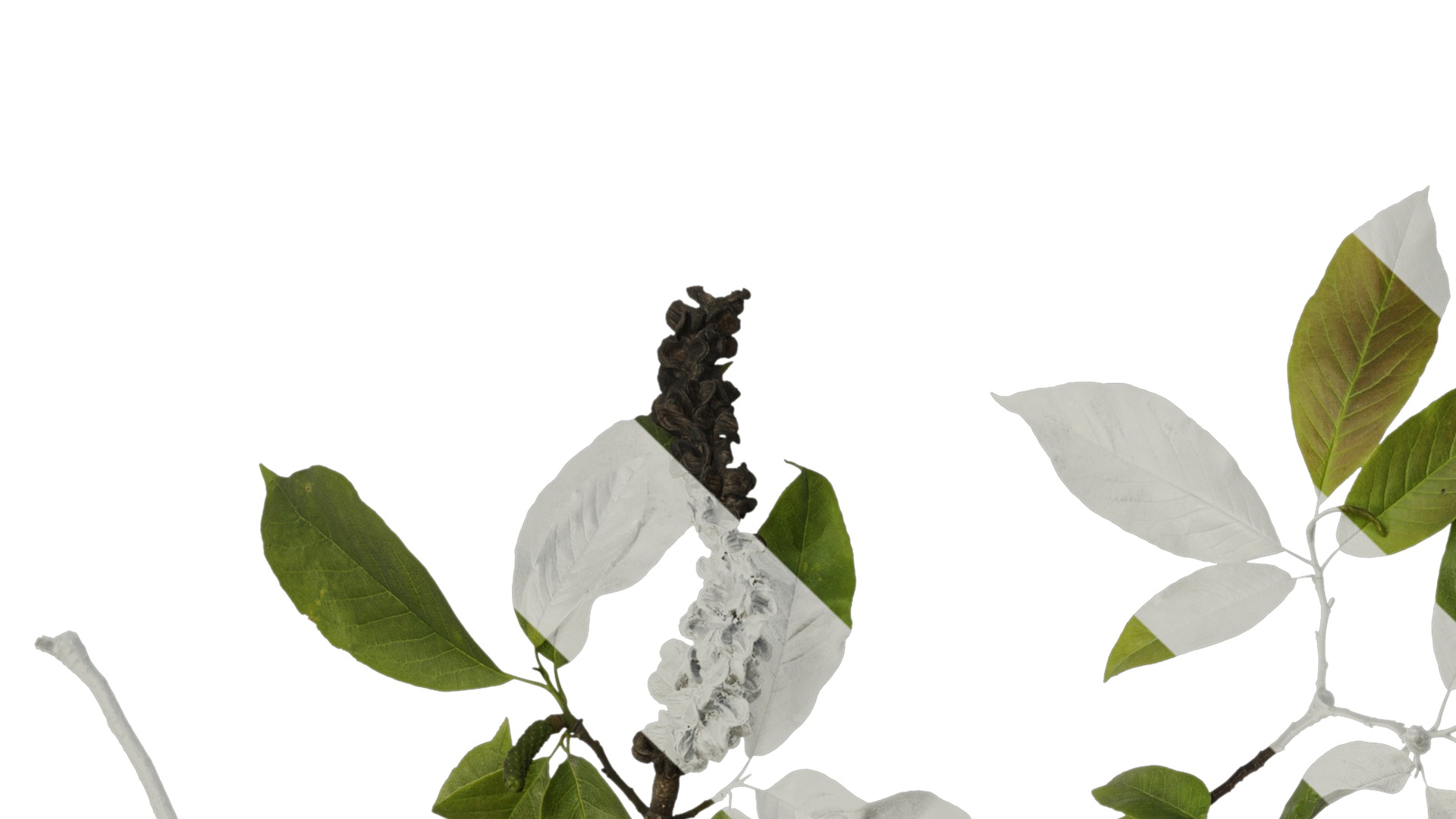 Anydrafts Magnolia amoena Atlas 11 Texture_1