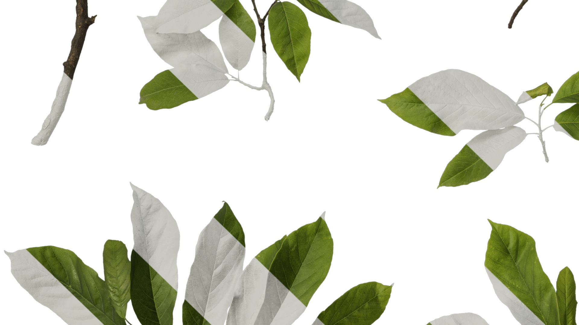 Anydrafts Magnolia amoena Atlas 11 Texture_5