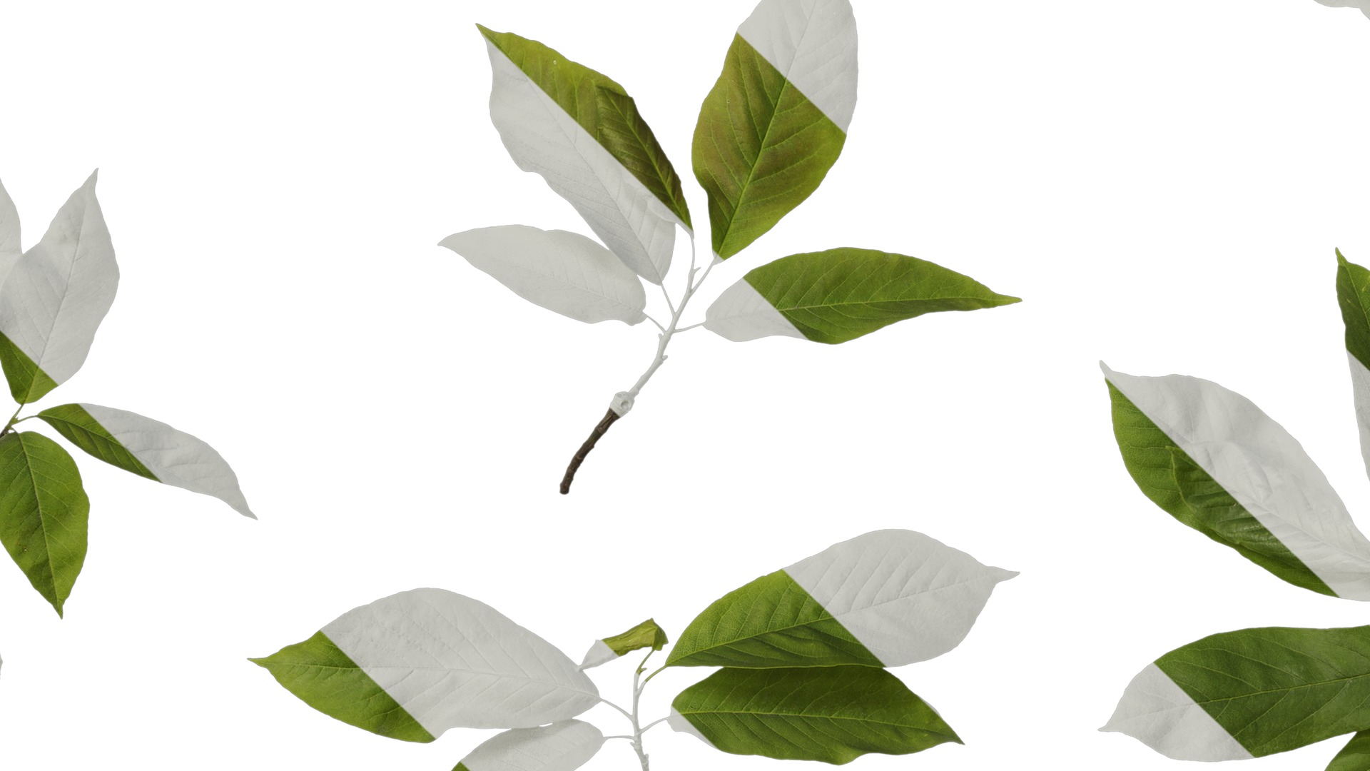 Anydrafts Magnolia amoena Atlas 11 Texture_7