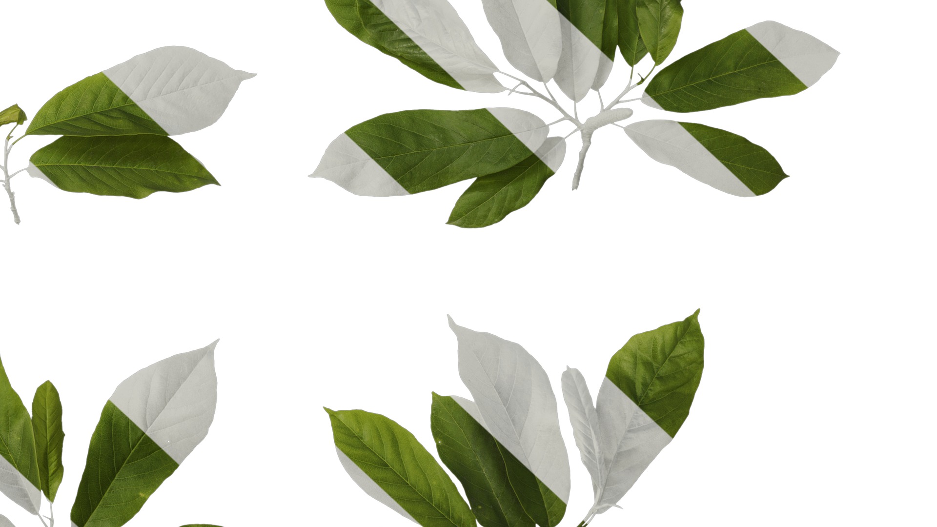 Anydrafts Magnolia amoena Atlas 11 Texture_6