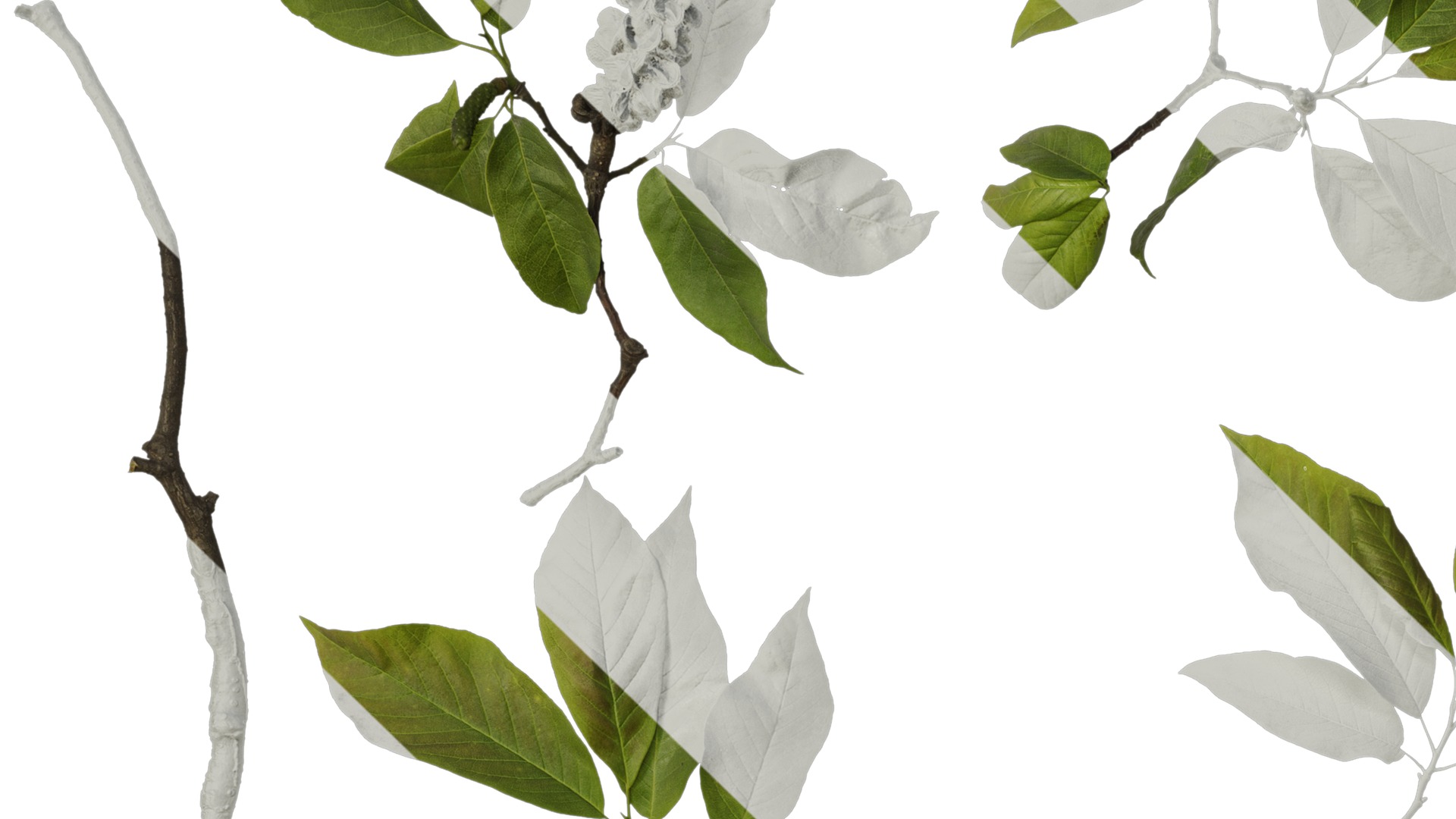 Anydrafts Magnolia amoena Atlas 11 Texture_3