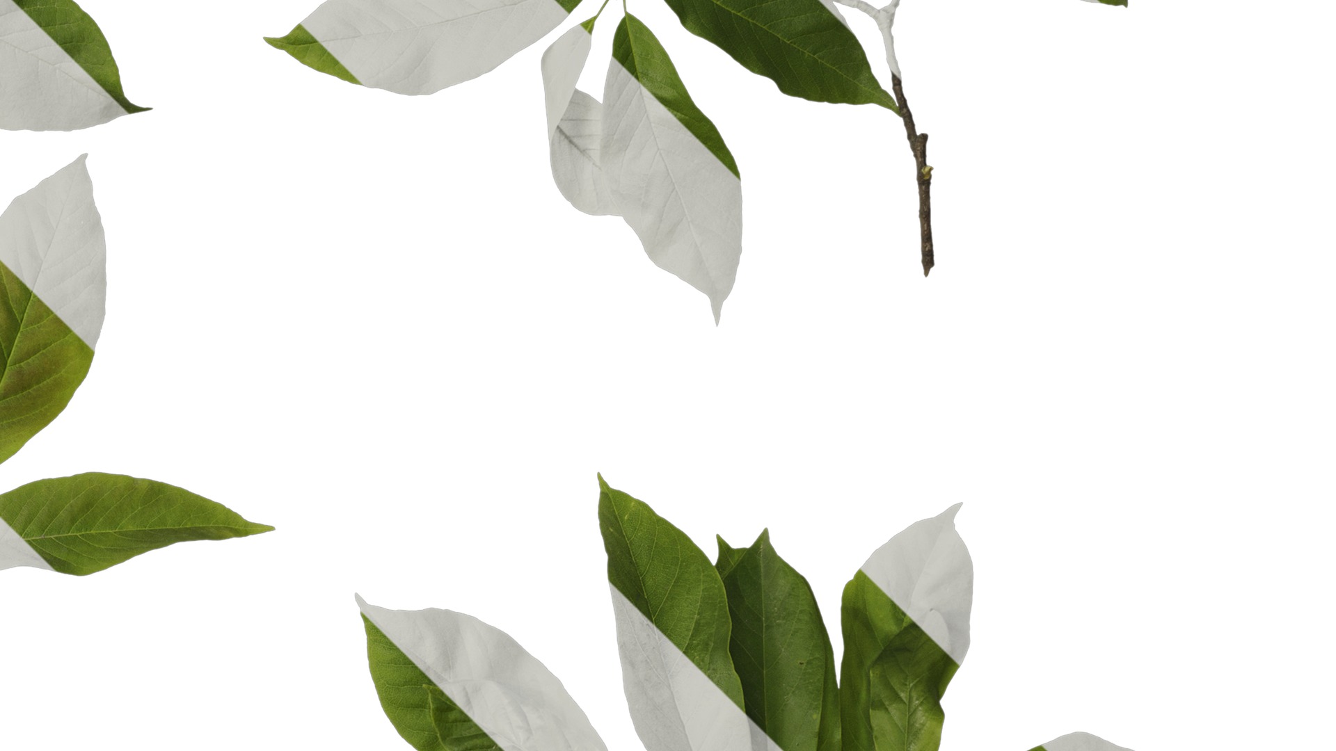 Anydrafts Magnolia amoena Atlas 11 Texture_4