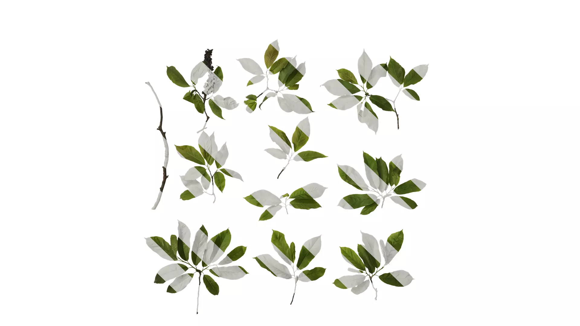 Anydrafts Magnolia amoena Atlas 11 Texture_0