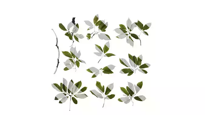 Anydrafts Magnolia amoena Atlas 11