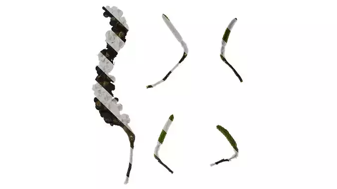 Anydrafts Magnolia amoena Atlas 12