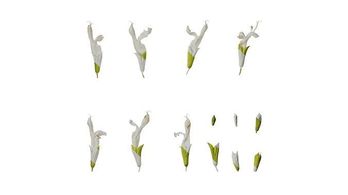Anydrafts Salvia 08 Flower 02 Texture
