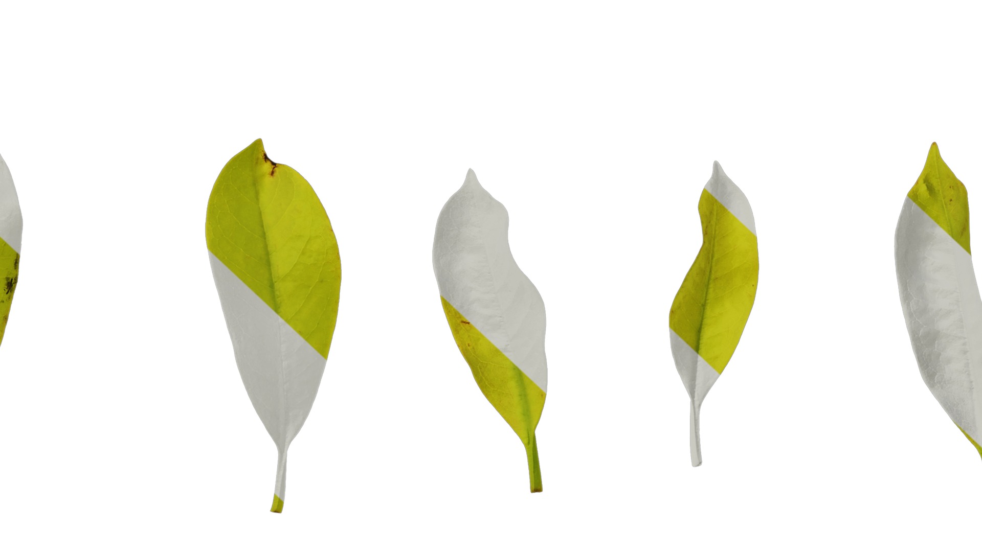 Anydrafts Magnolia amoena Atlas 13 Texture_7