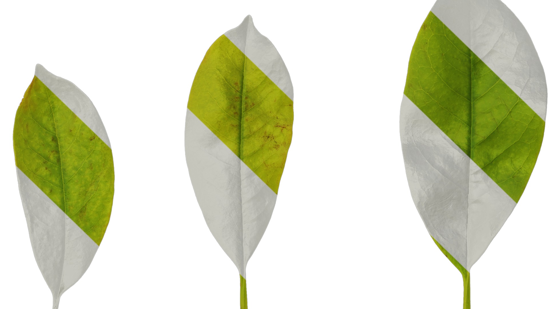 Anydrafts Magnolia amoena Atlas 13 Texture_1