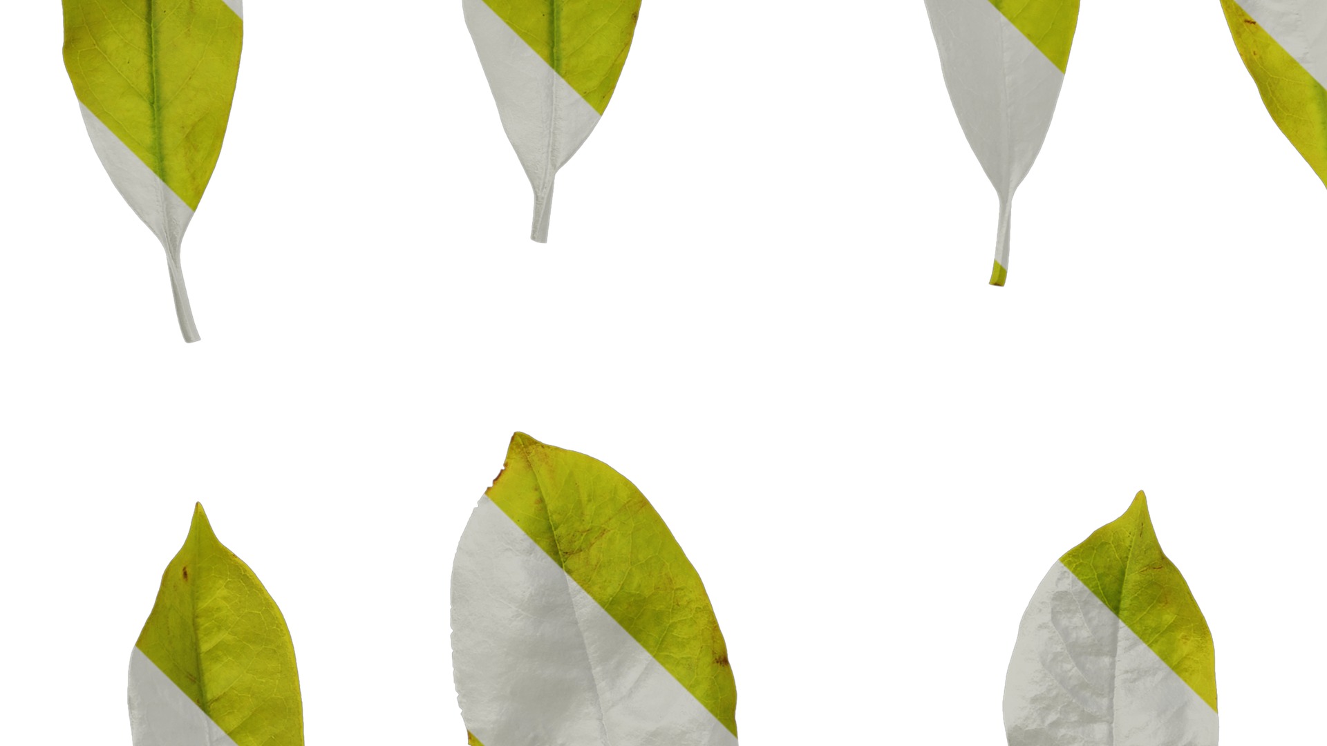 Anydrafts Magnolia amoena Atlas 13 Texture_5