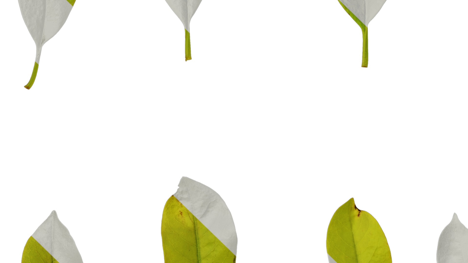 Anydrafts Magnolia amoena Atlas 13 Texture_3