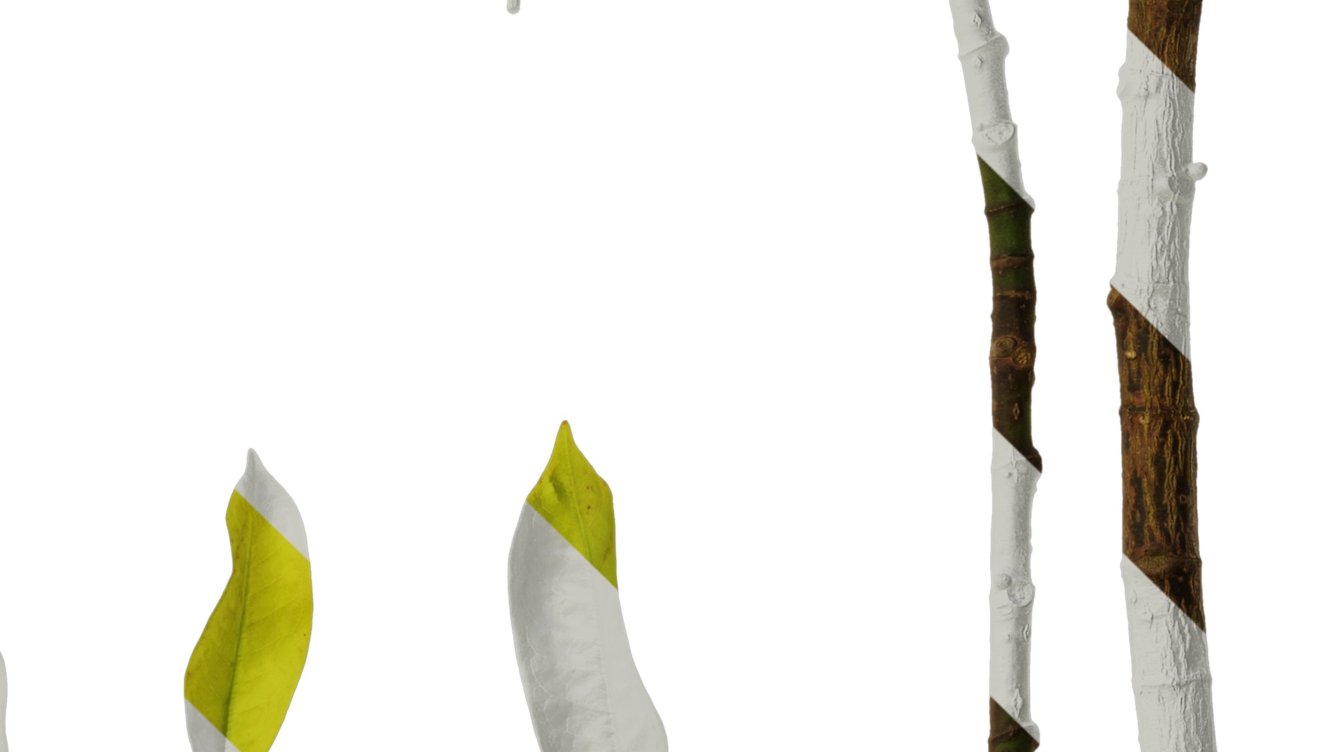 Anydrafts Magnolia amoena Atlas 13 Texture_4