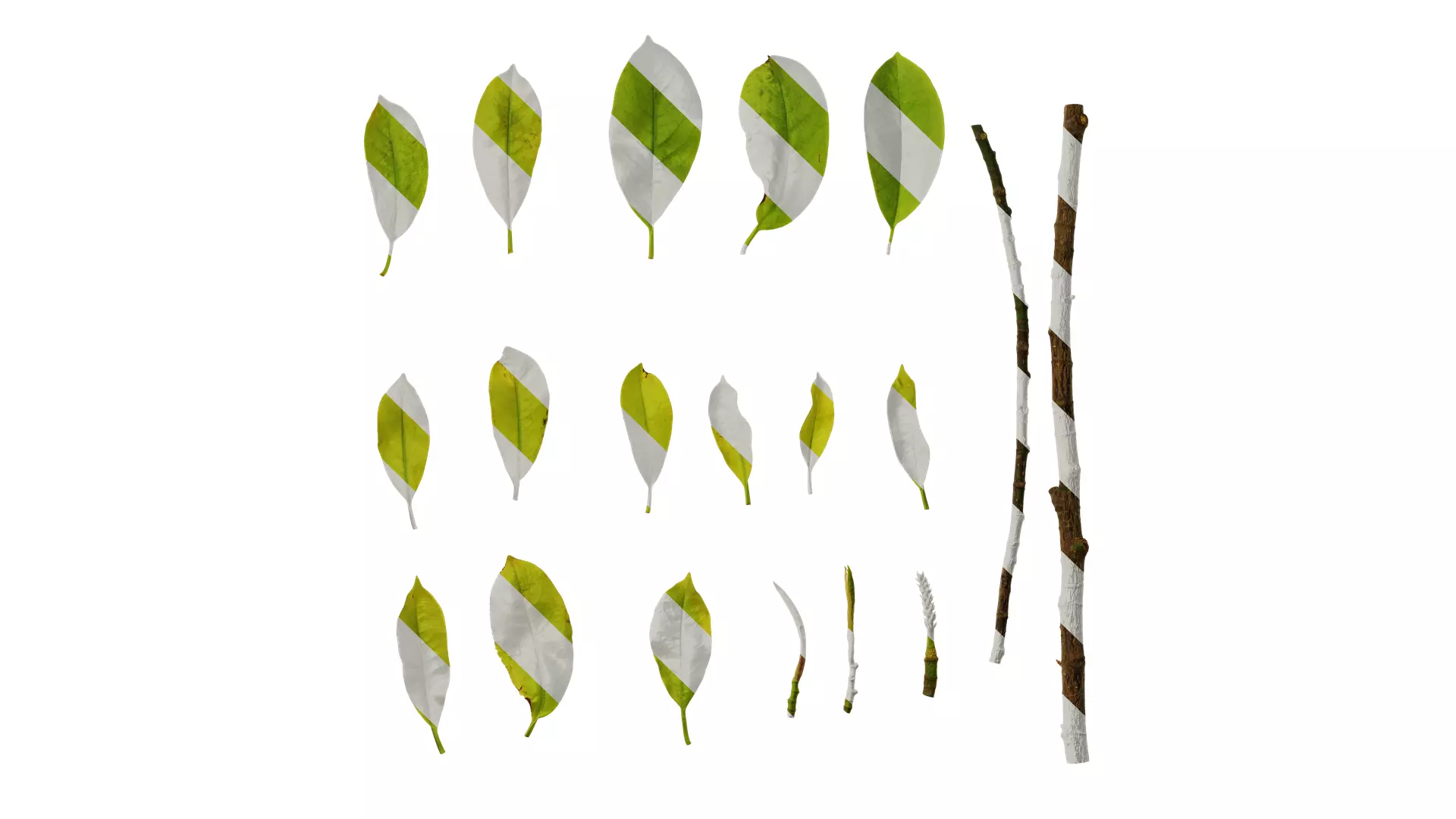 Anydrafts Magnolia amoena Atlas 13 Texture_0