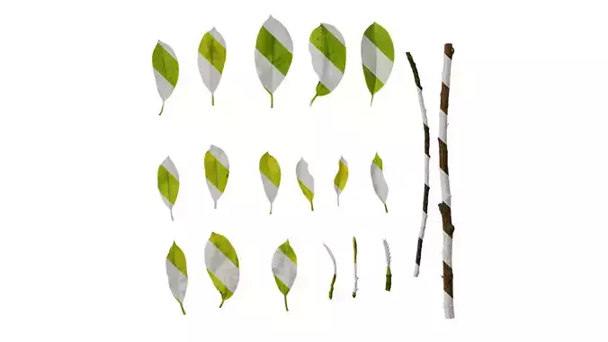 Anydrafts Magnolia amoena Atlas 13