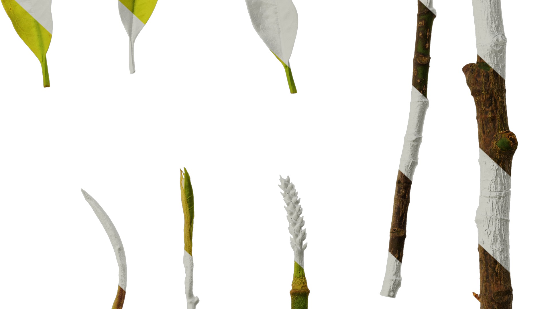 Anydrafts Magnolia amoena Atlas 13 Texture_6