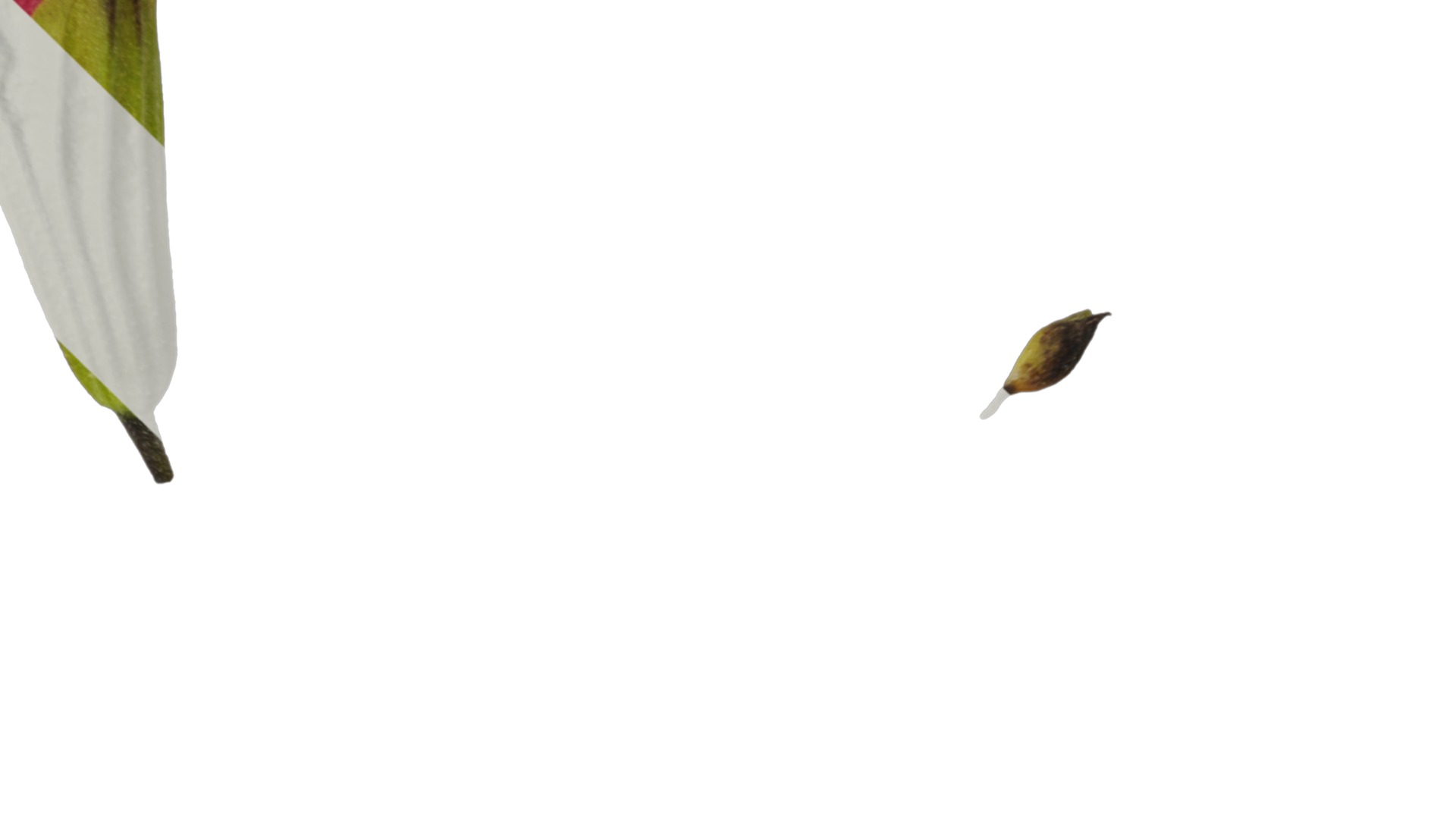 Anydrafts Salvia 08 Flower 03 Texture_4