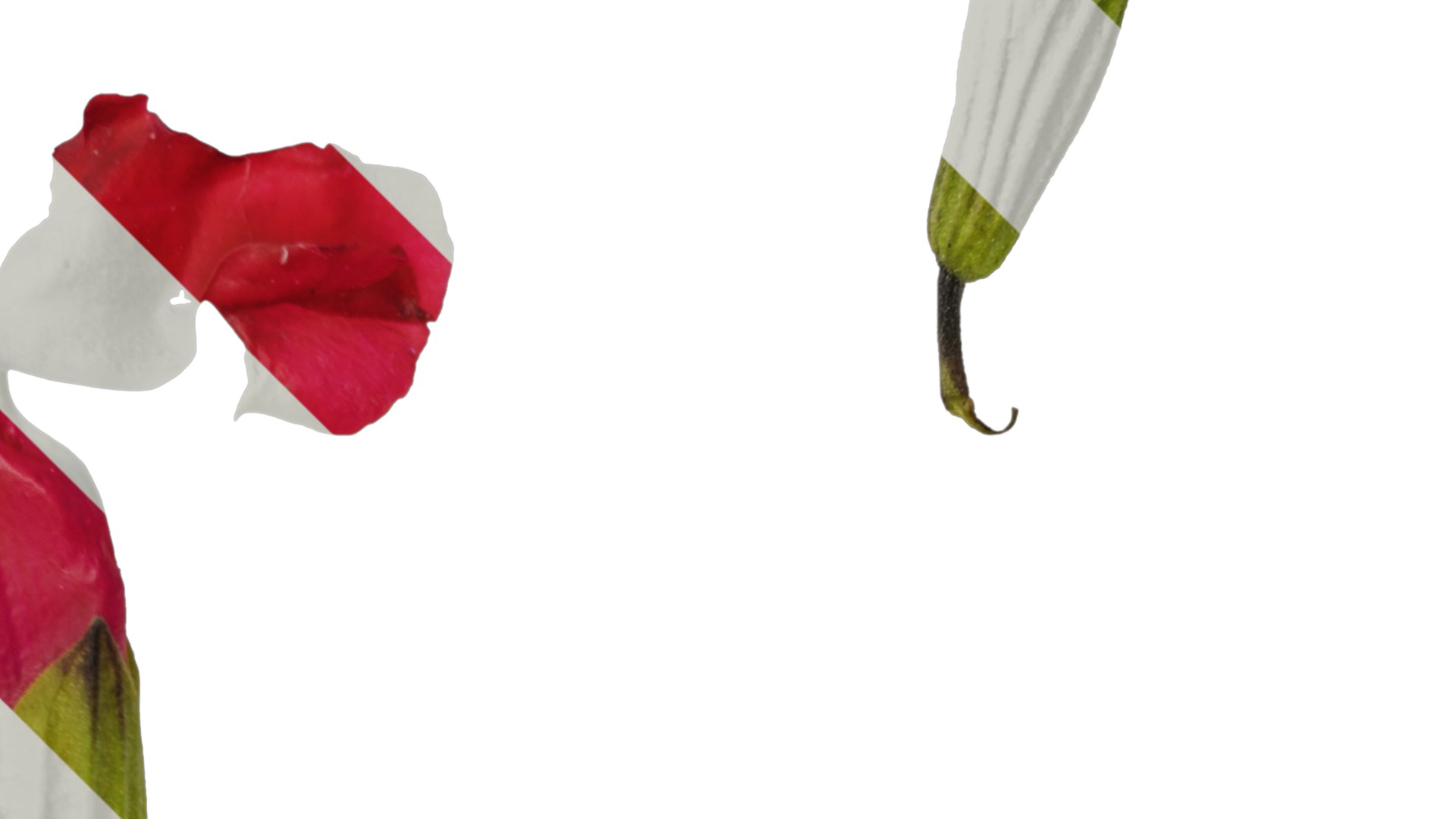 Anydrafts Salvia 08 Flower 03 Texture_2