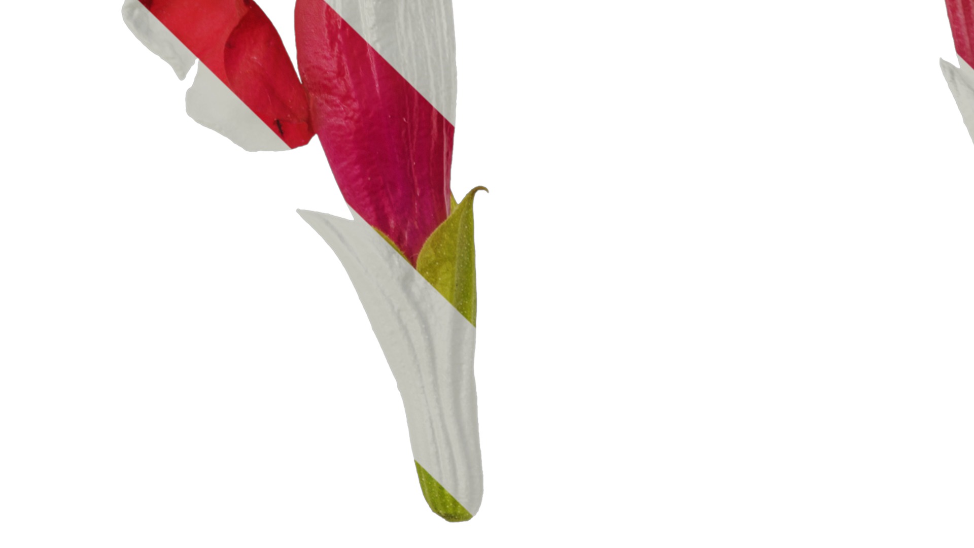 Anydrafts Salvia 08 Flower 03 Texture_3