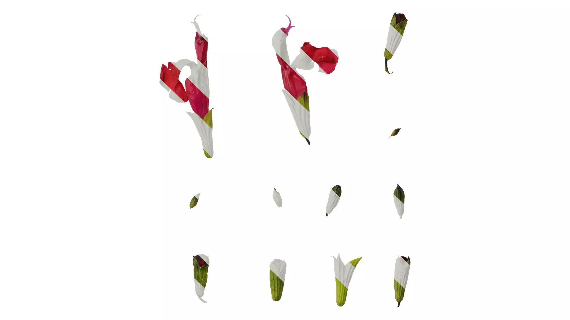 Anydrafts Salvia 08 Flower 03 Texture_0