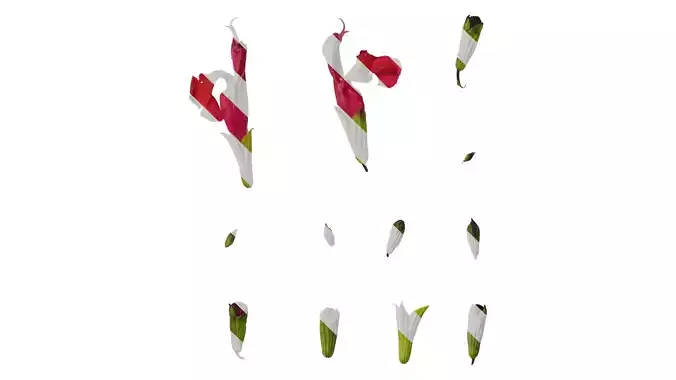 Anydrafts Salvia 08 Flower 03 Texture