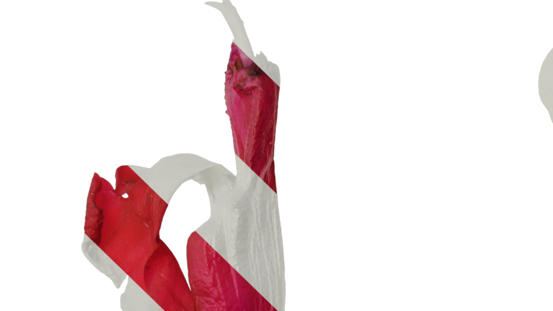 Anydrafts Salvia 08 Flower 03 Texture_1