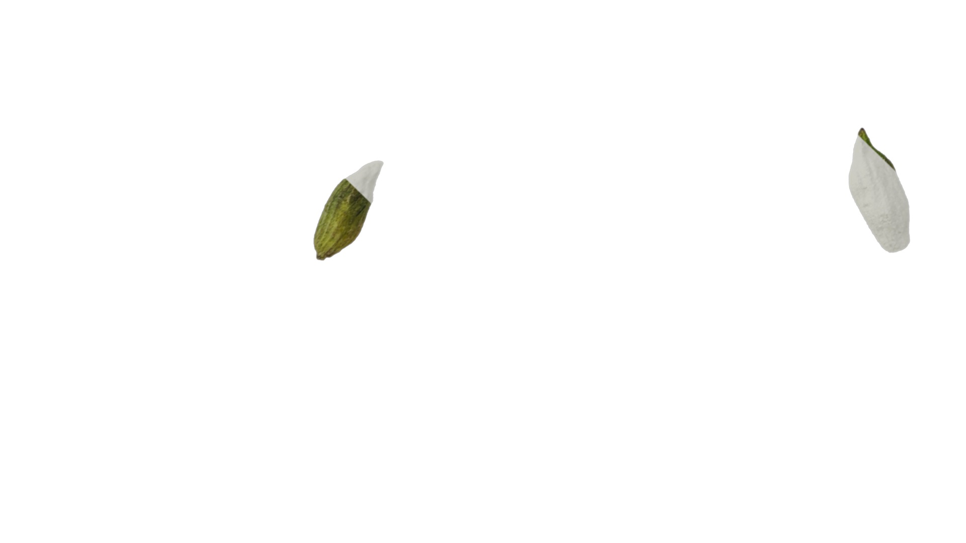 Anydrafts Salvia 08 Flower 03 Texture_5