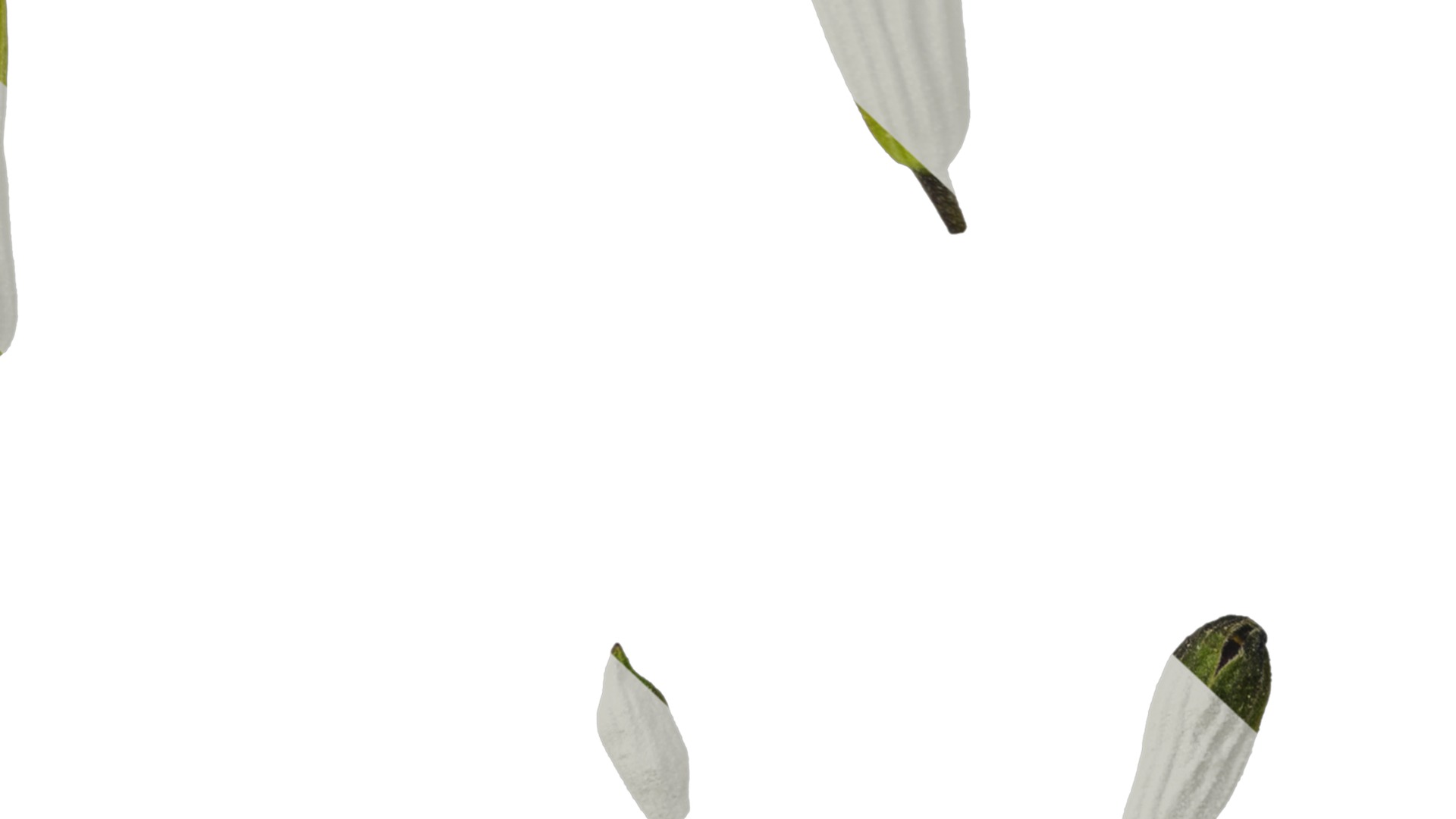 Anydrafts Salvia 08 Flower 03 Texture_7