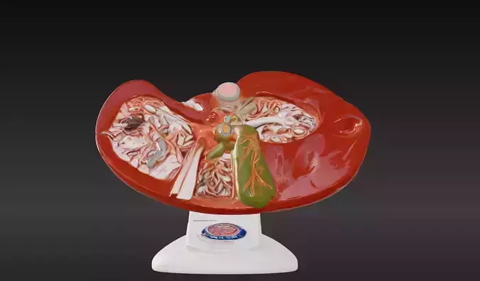 3D Liver and Gallbladder Anatomical Model 3D print model
